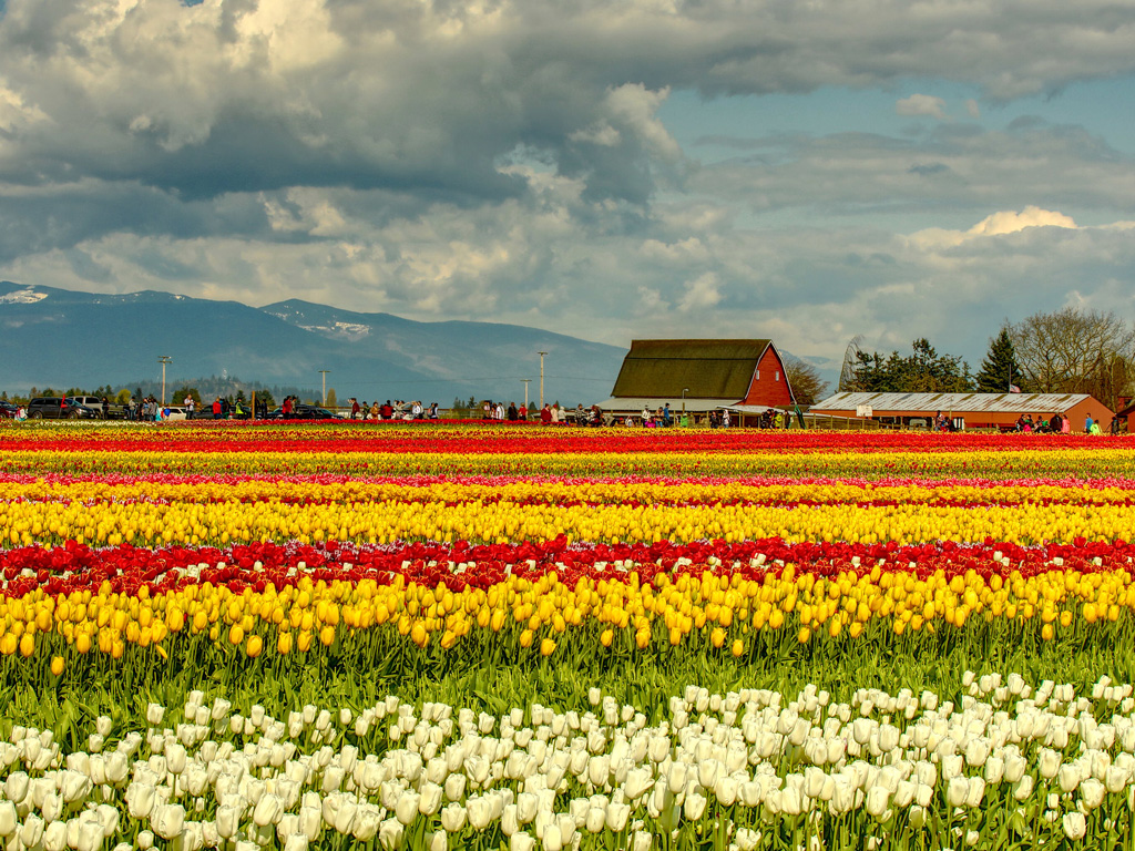 Where to See all the Pretty Flowers in Seattle This Spring