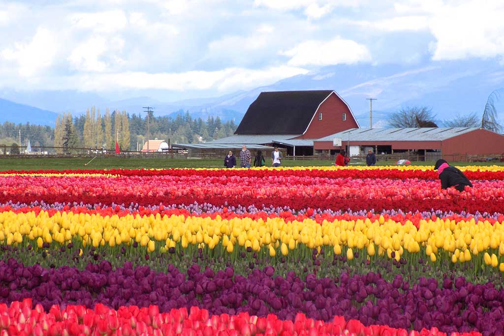 5 Ideas For An Epic Spring Escape To Seattle - Clipper Vacations Magazine