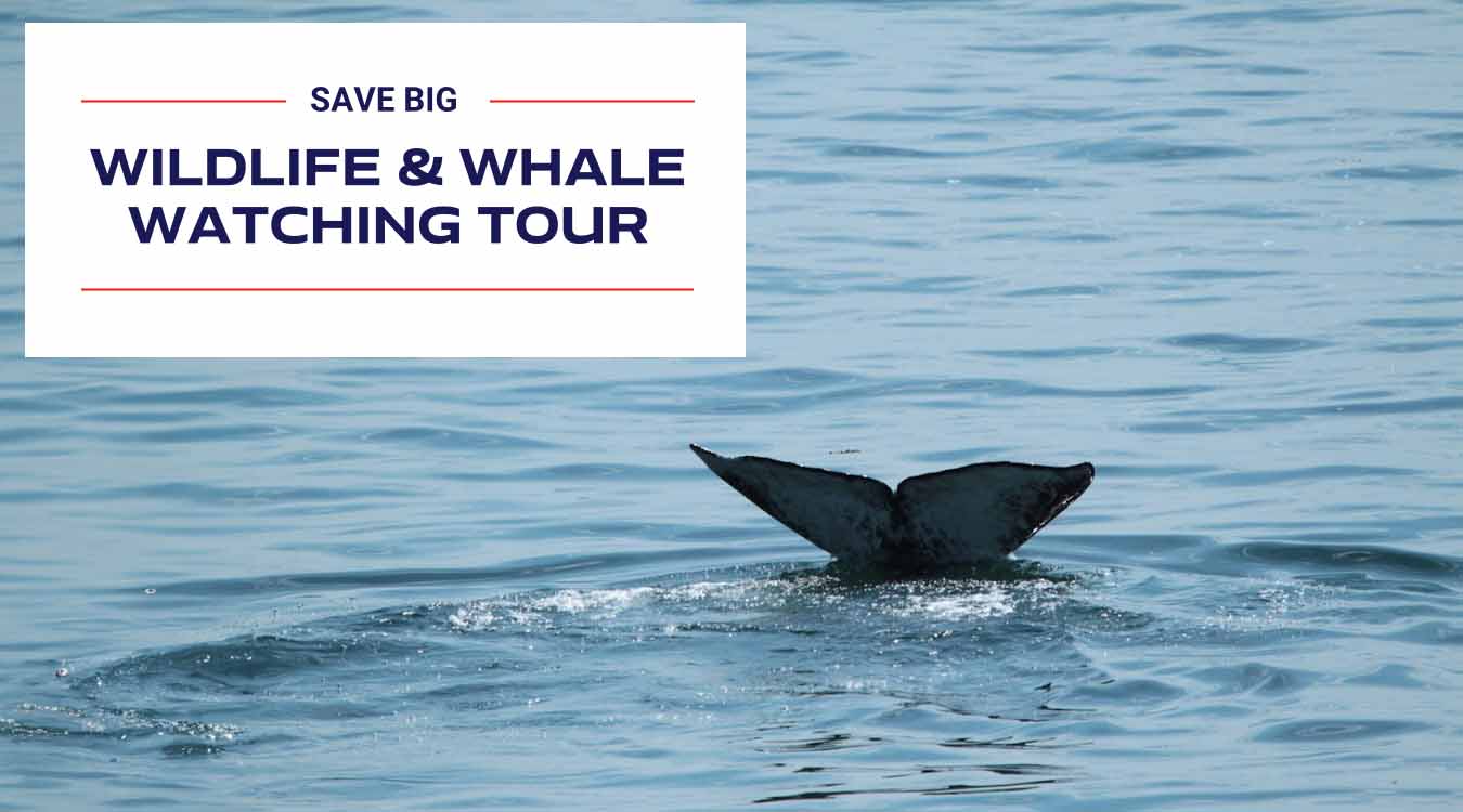 Save Big On Wildlife And Gray Whale Watching 