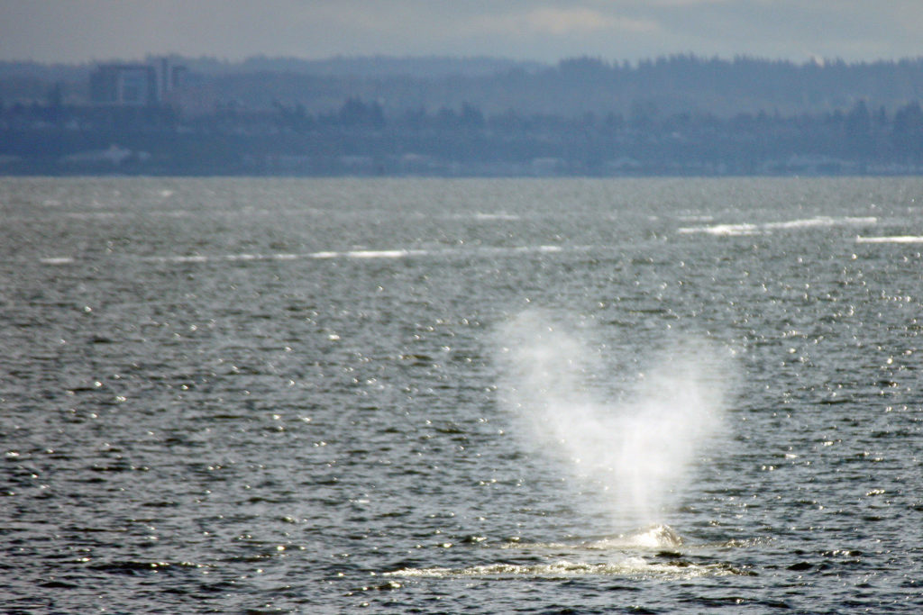 Most blue whales are 'righties,' except for this one move