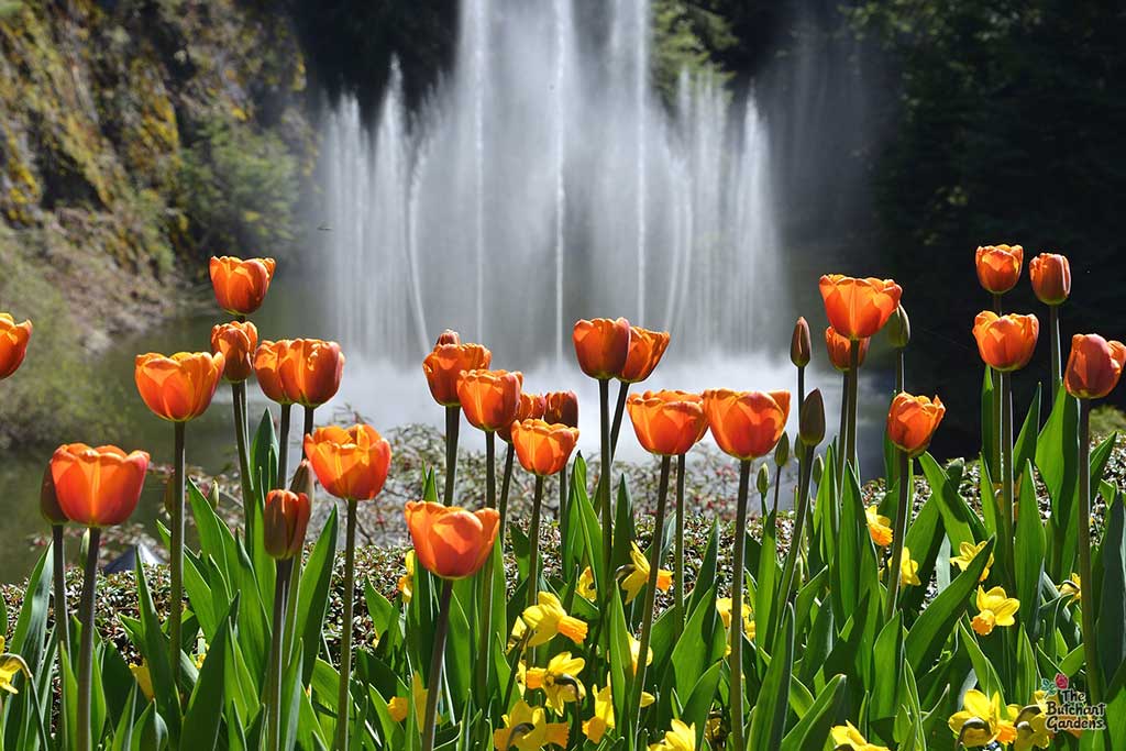 The lush grounds brim with hundreds of unique flowers and plants from all corners of the world. Credit: The Butchart Gardens