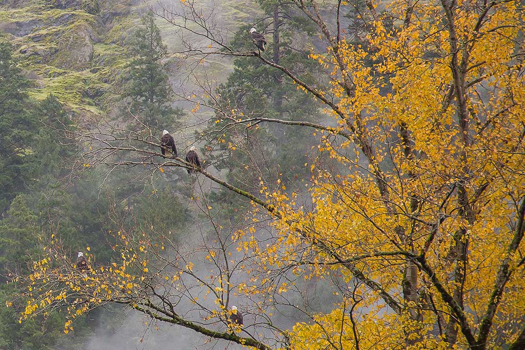 A convocation of eagles wait for their next meal. Credit: Tourism Victoria