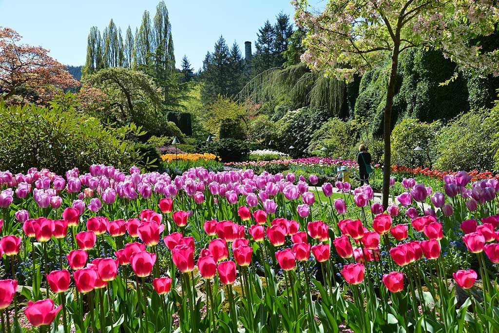 75 Things to Do in Victoria BC This Spring Clipper Vacations