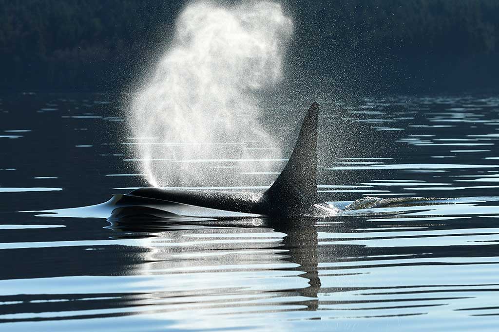 Seattle Whale Watching Guide 2023 | Clipper Vacations