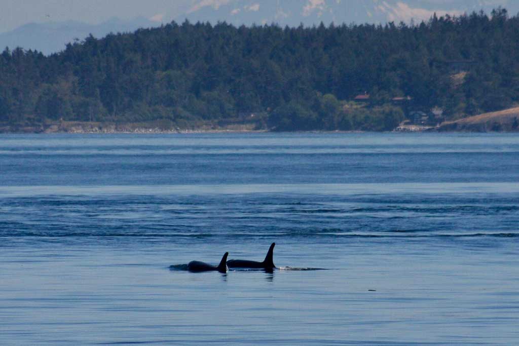 Fun on the Salish Sea: An Adventure with Mary's Place in 10 Frames ...