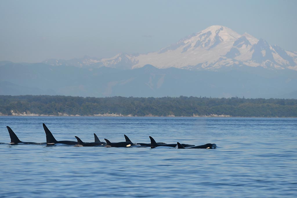 Transit orcas (T137s and T046s) swim in unison through the waters of the Salish Sea. Credit: Gary Sutton