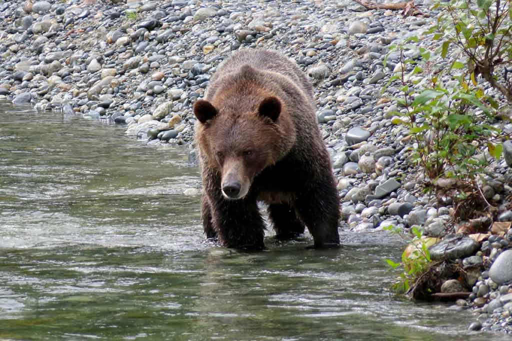 See grizzly bears up close and personal in Orford River in Bute Inlet. Credit: Big Animal Encounters