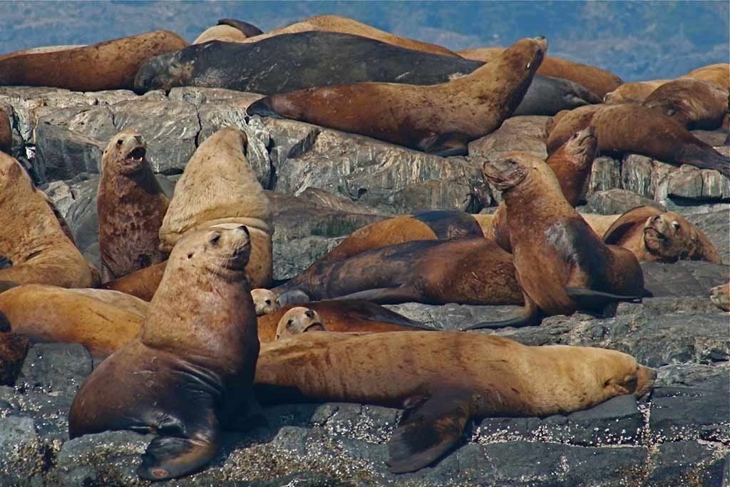 Catch sight of sea lions basking in the sun's warm rays.