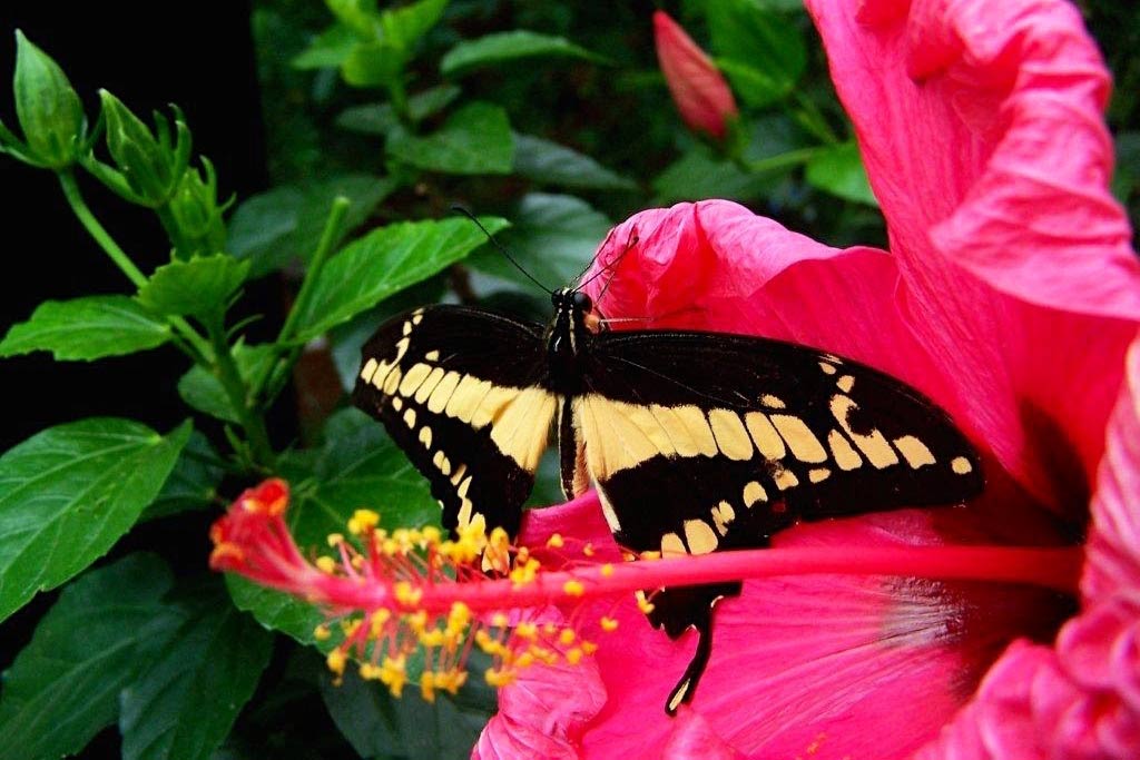 Where else can you get this close to butterflies? Discover new species and colors in the midst of this urban jungle. Photo: Cruise Victoria