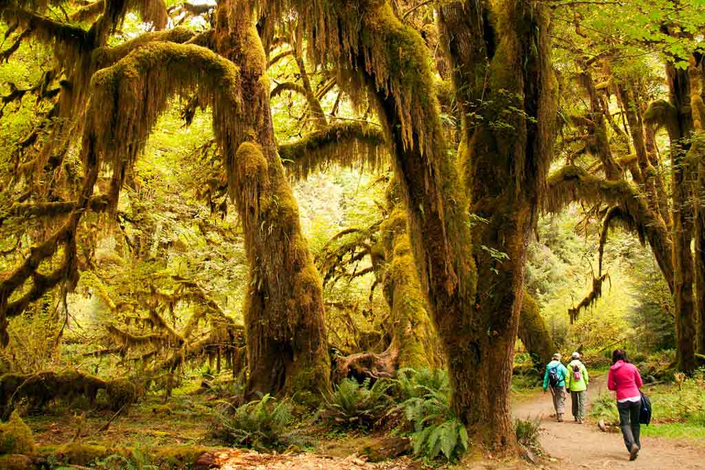 Wander through the mossy Olympic National Park. Credit: Evergreen Escapes