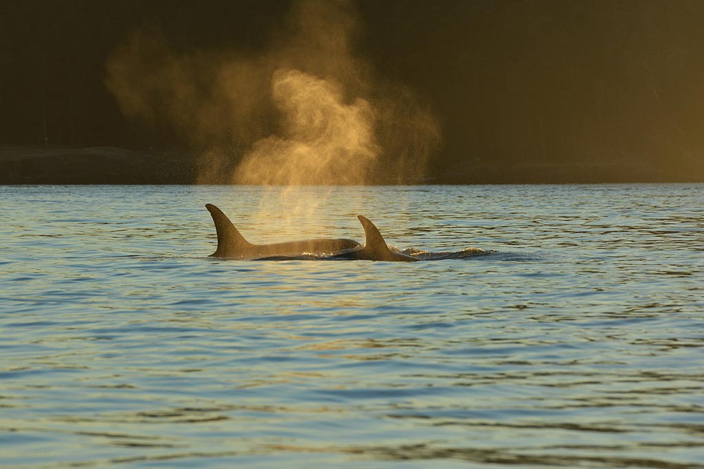 Breaching Orca Stainless Steel Water Bottle 