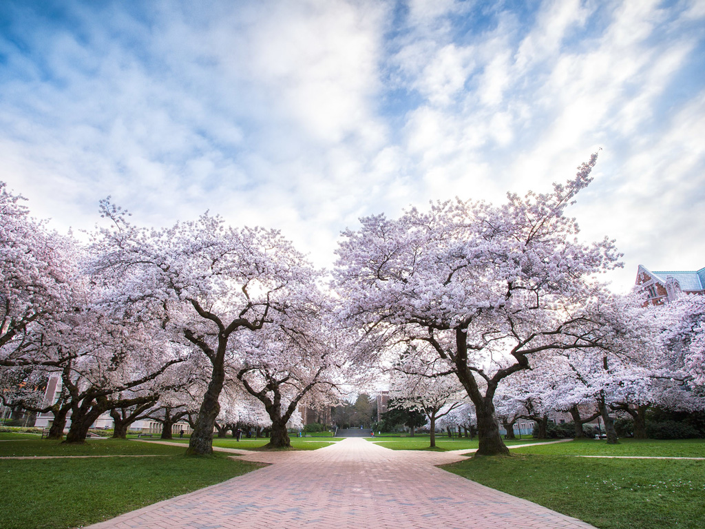 UW Cherry Blossoms - Michael Matti