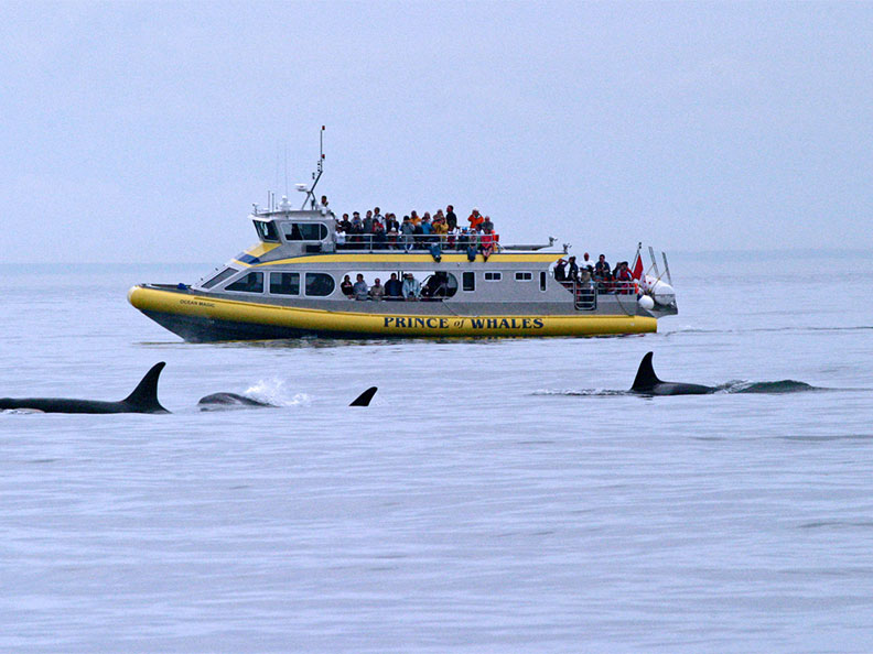 Vancouver Whale Watching Cruise & Overnight Hotel Stay in Victoria