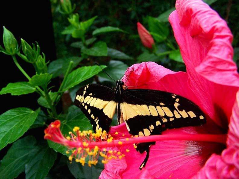 Butchart Gardens & Victoria City Tour With Butterfly Gardens - Clipper ...