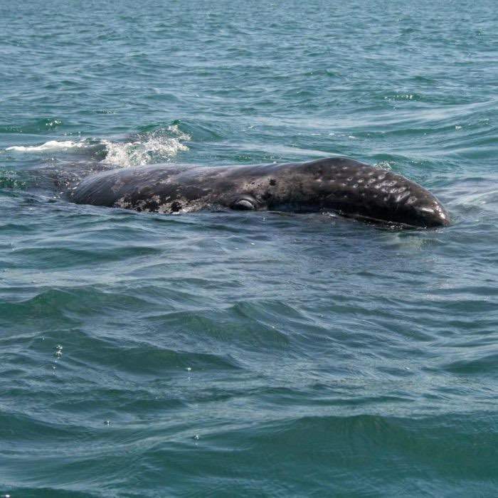 Seattle Gray Whale Watching Tour | Clipper Vacations