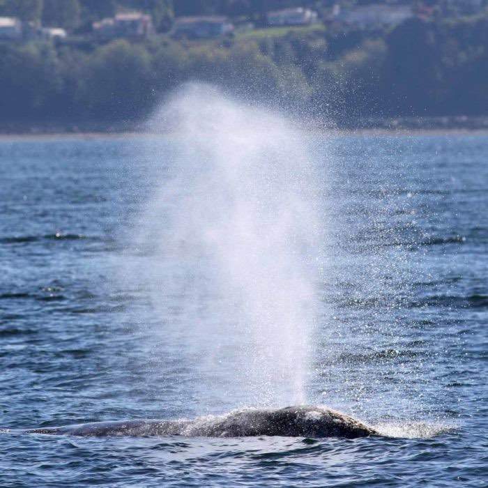 Seattle Gray Whale Watching Tour | Clipper Vacations