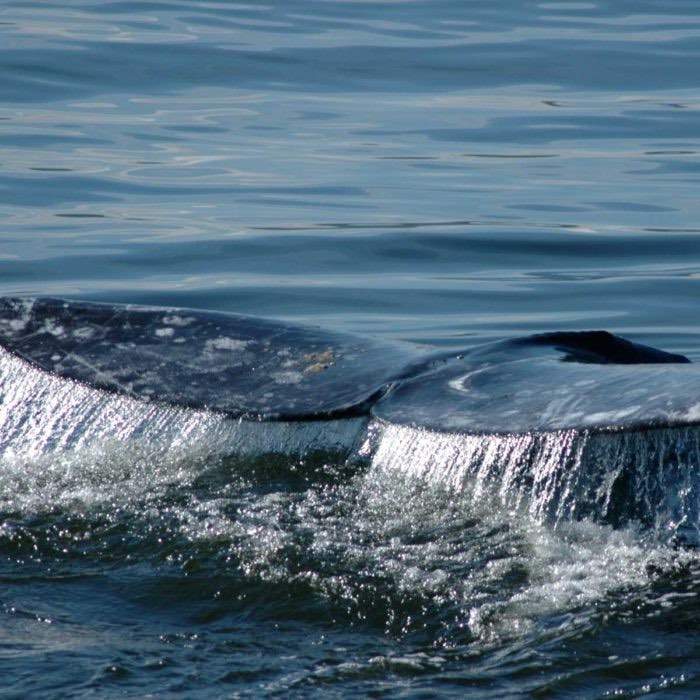 Seattle Gray Whale Watching Tour | Clipper Vacations