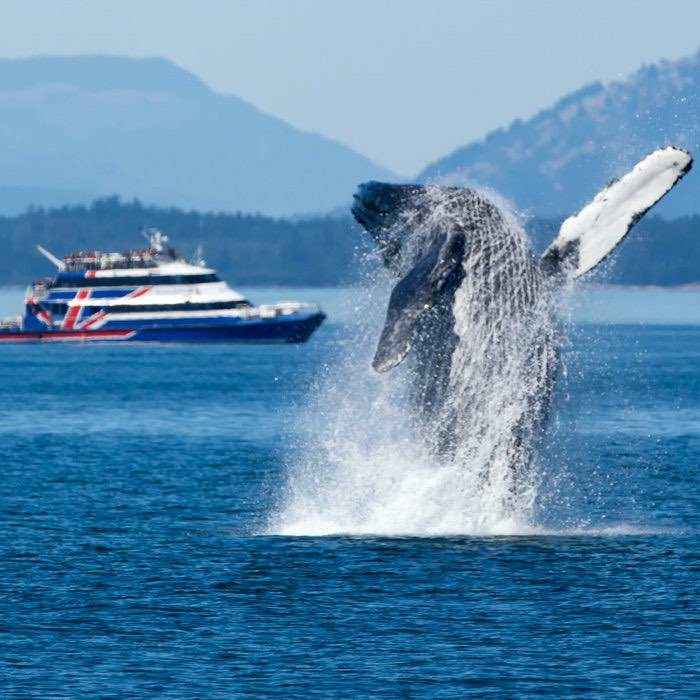 whale watching tour near seattle