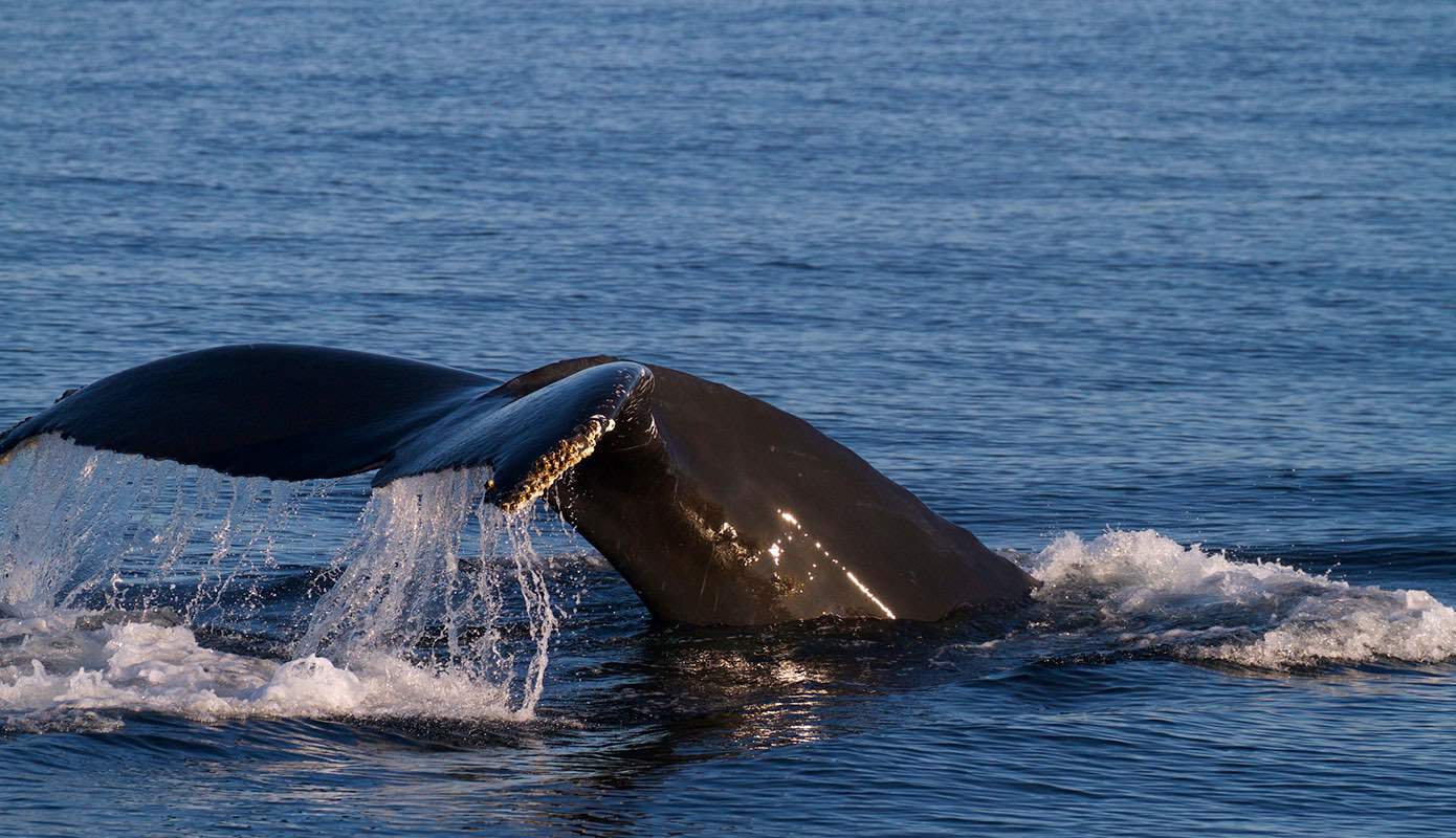 Victoria Sunset Whale Watching Tour - Clipper Vacations