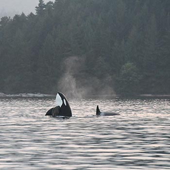 Seattle Whale Watching Tour | Orcas & Humpbacks | Clipper Vacations