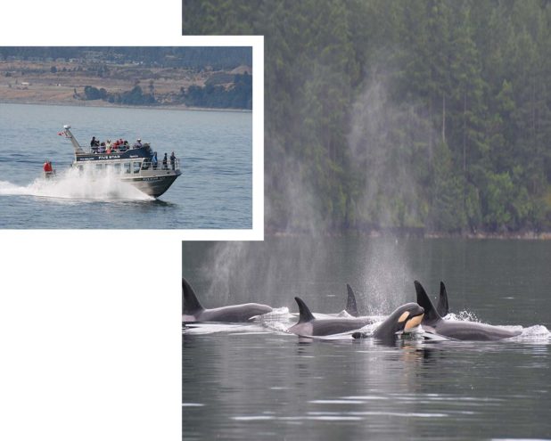 Seattle Whale Watching Tours | Clipper Vacations