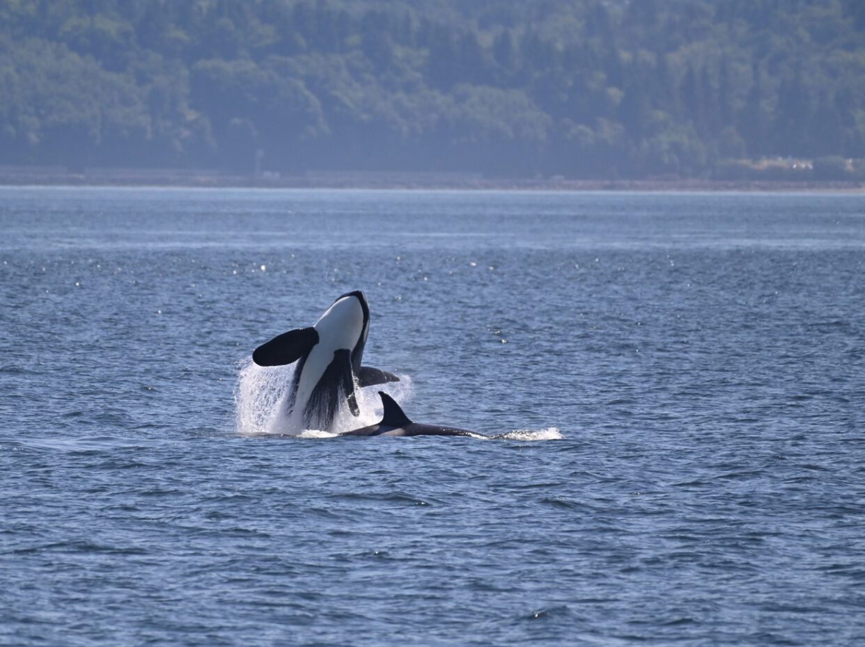 Seattle Whale Watching Tours Clipper Vacations