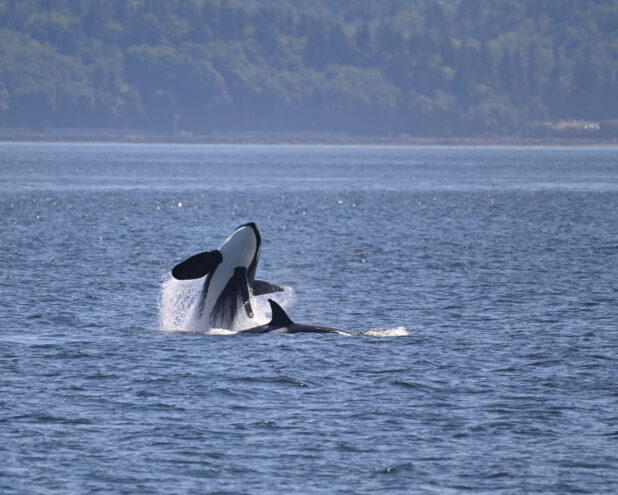 Seattle Whale Watching Tours | Clipper Vacations