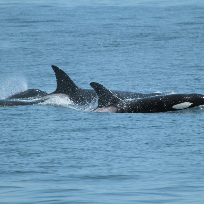 Save on the Only Wildlife and Whale Watching Tour Leaving from Seattle