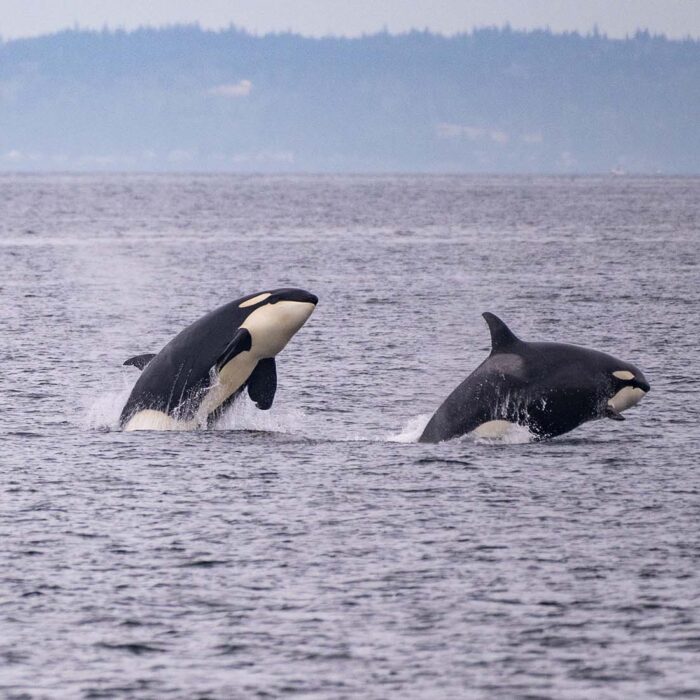 seattle island tours