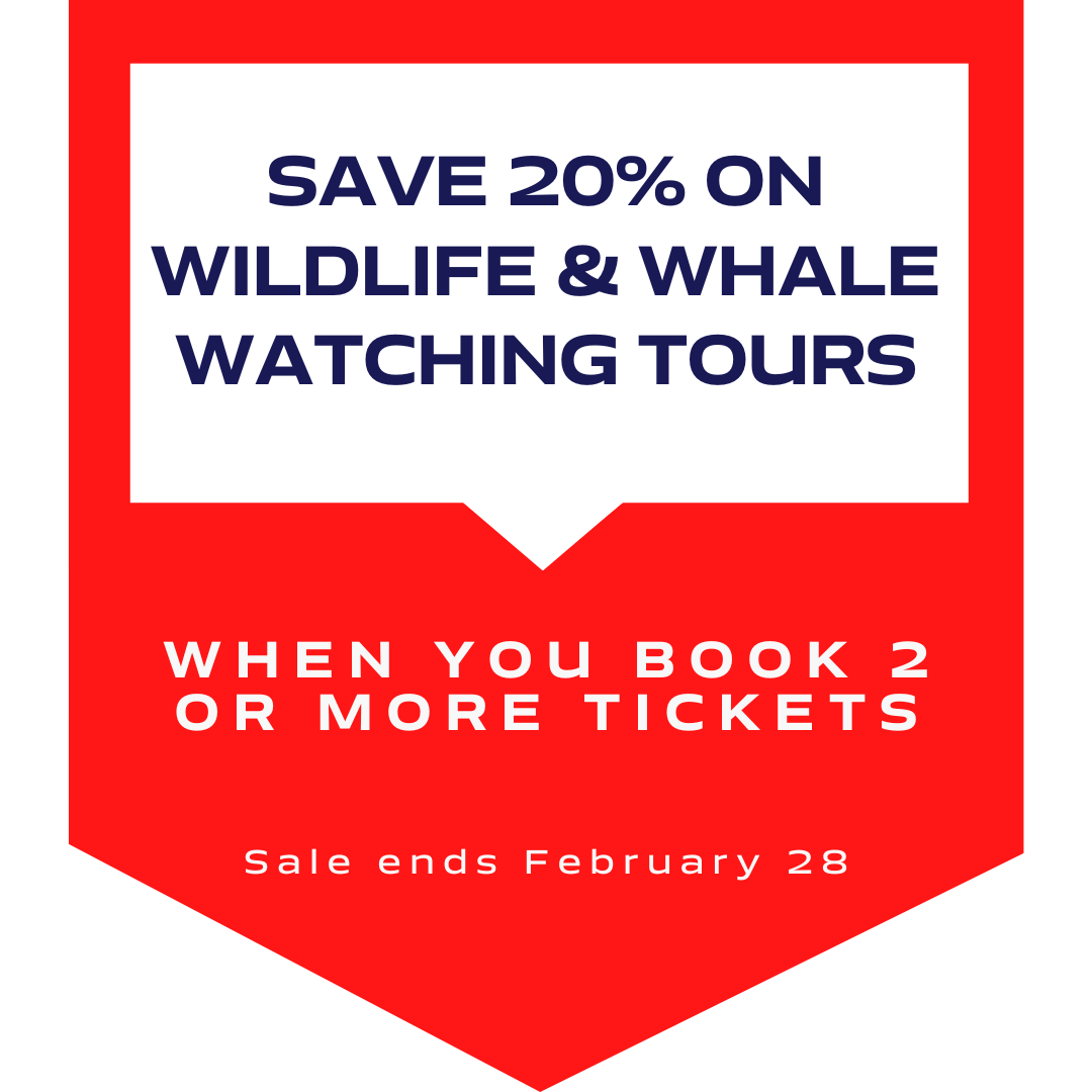 Wildlife & Whalewatching promotion to save 20% off.